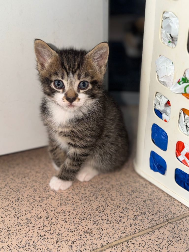 Male Kittens ready to go 