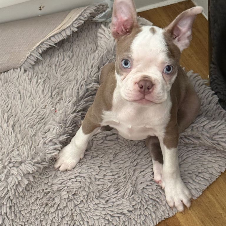 KC Registered Boston Terriers Ready now