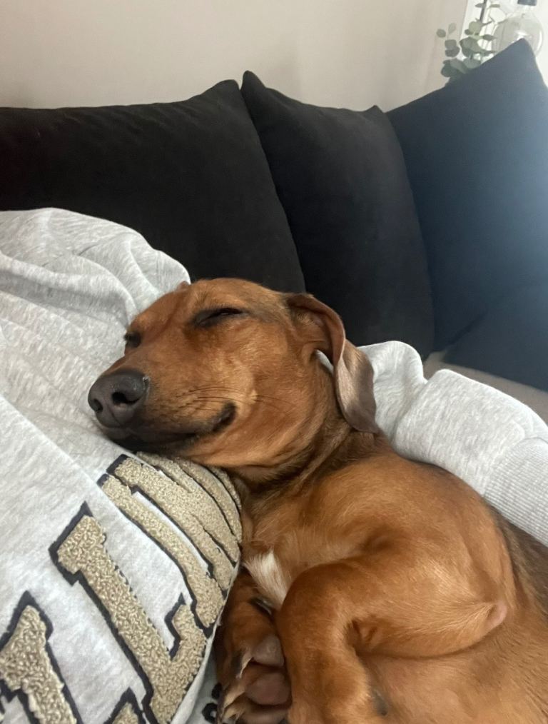 Wee Dachshund for sale