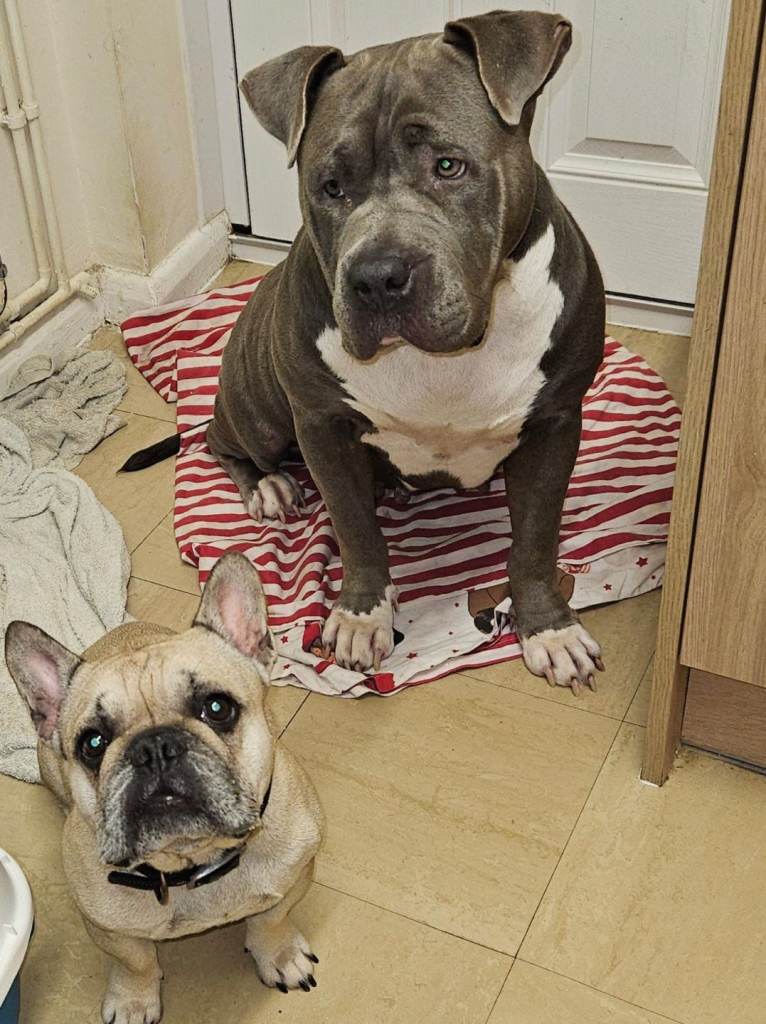 American bulldog cross mastiff 