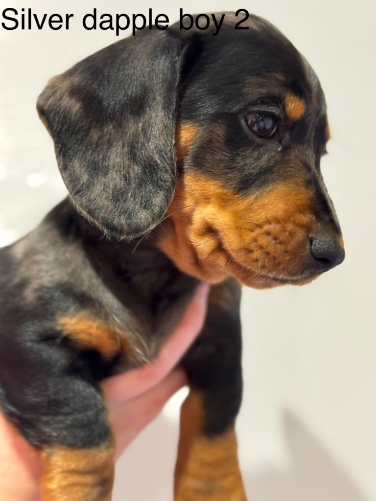 Miniature dachshund kc pups