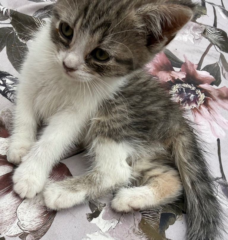 Kittens for sale 