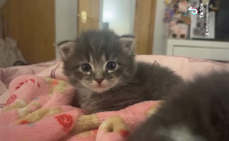 2 beautiful kittens from our ragdoll family cat 