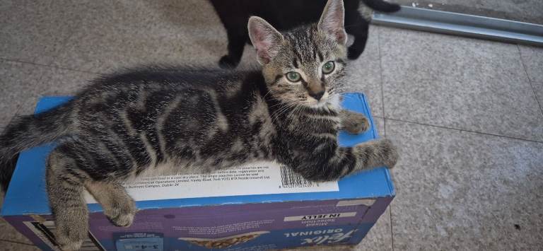 Gorgeous, friendly kitten looking for his new loving homes. He's 2½ months old.   