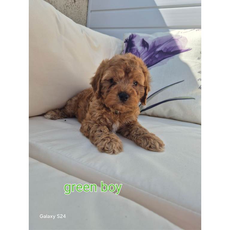 Cockerpoo puppies READY NOW LAST BOY 