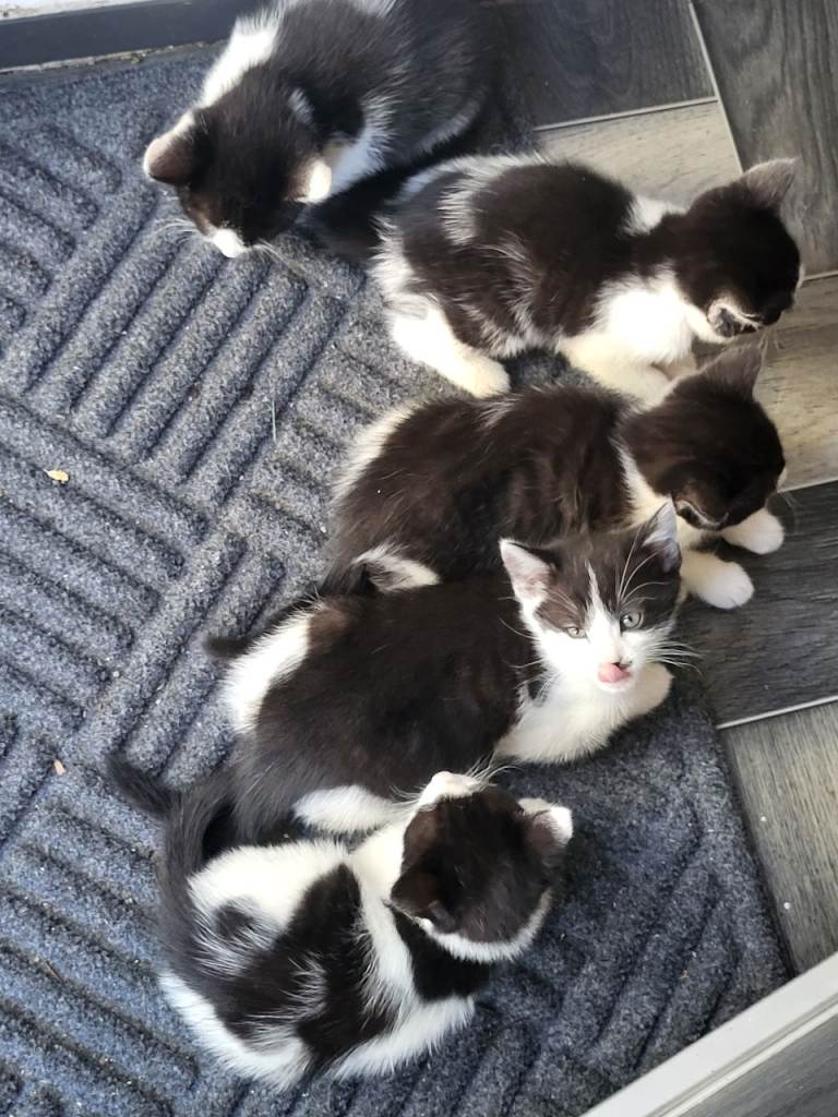Kittens