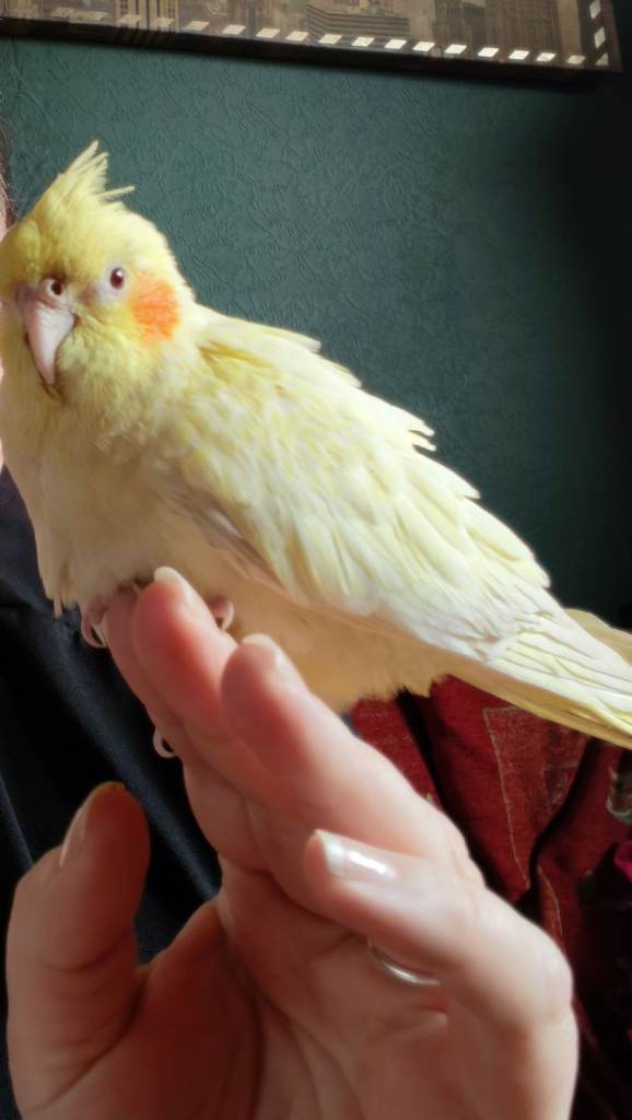 Handreared lutino cockatiel