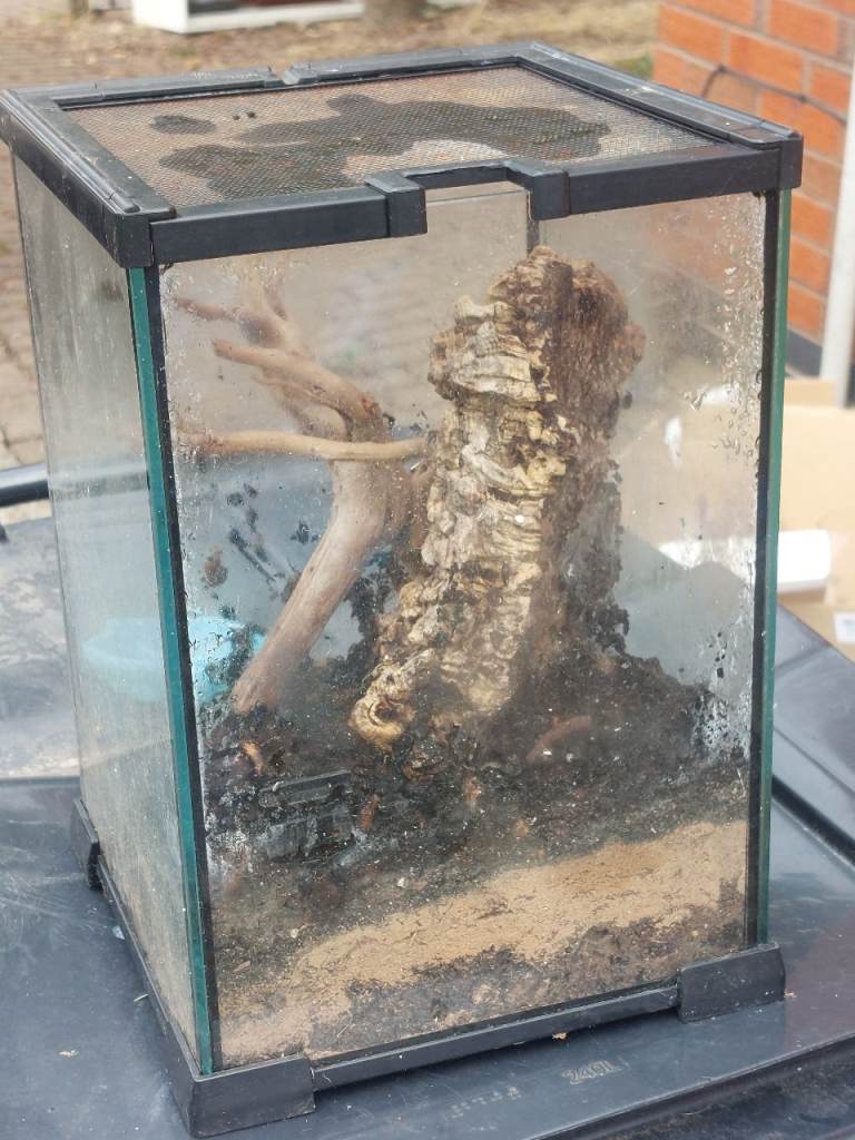 Terrarium 