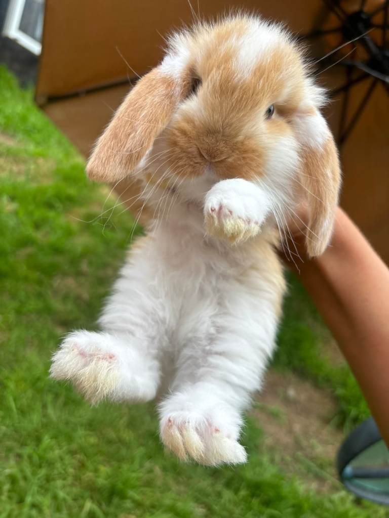 Giant french lops pure breed 