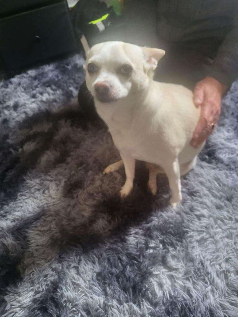 Chihuahua/terrier cross