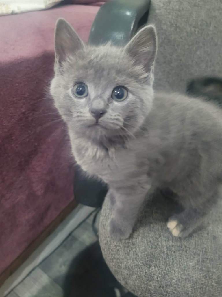 Beautiful nebelung/russian blue kitten