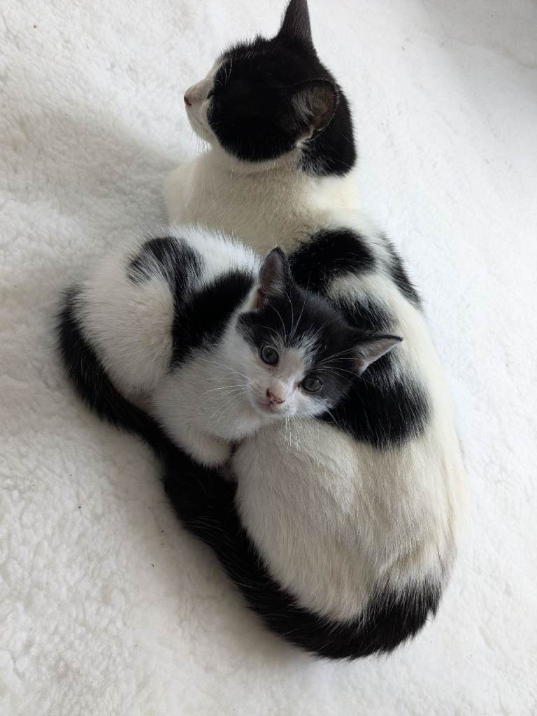 Kittens