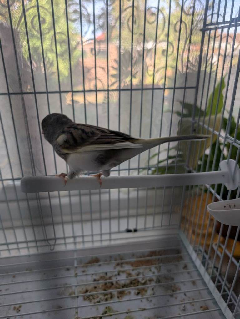 Canary birds for sale 