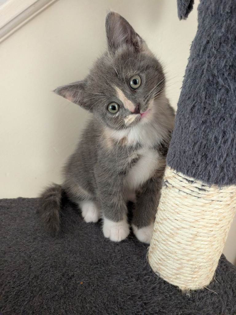 Grey Female and blonde male kitten