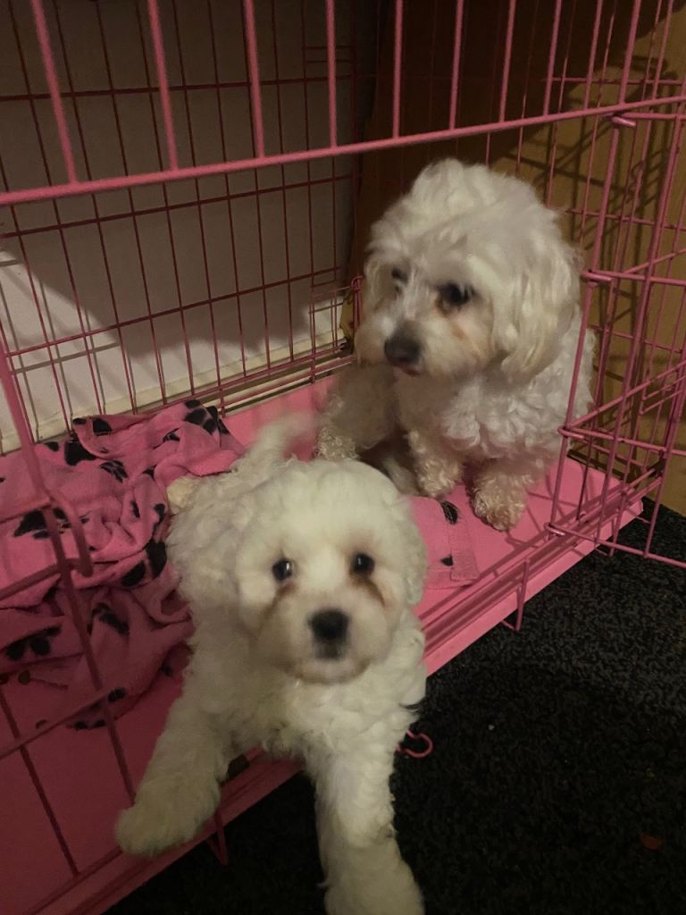 beautiful maltipoo puppies