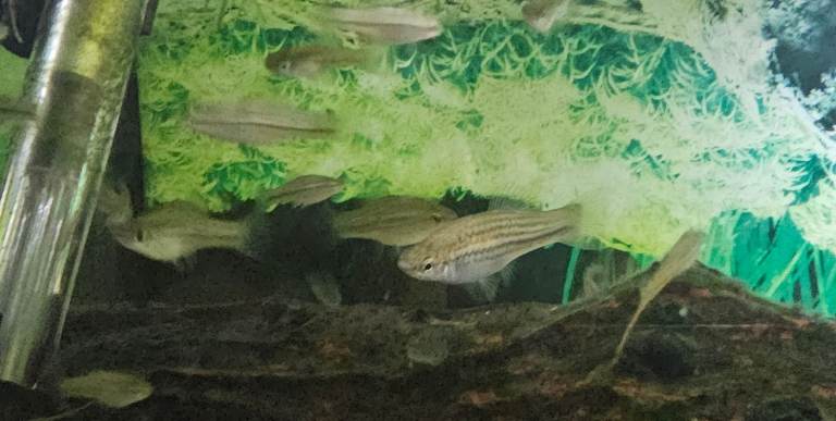 Young, various sizes Montezuma Swordtail fish for sale