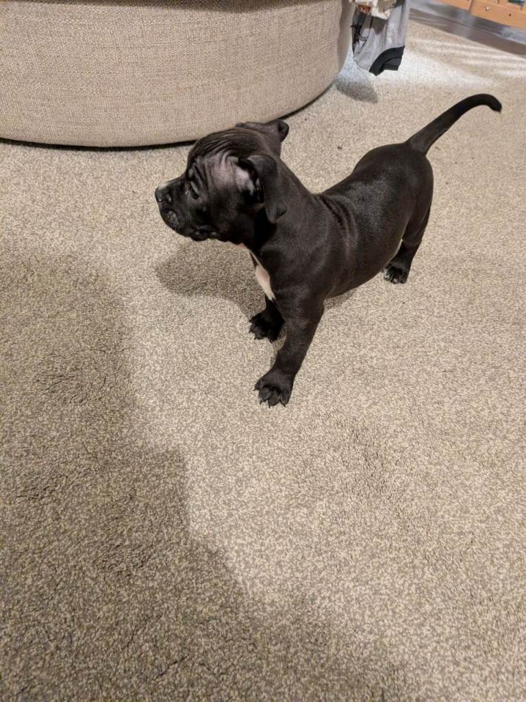 Staffy X pocket bully 