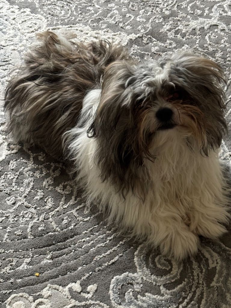 Shih Tzu