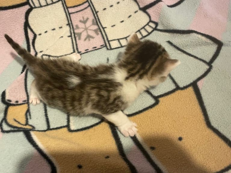 Tabby kitten for sale