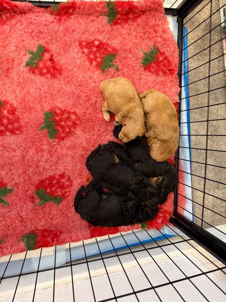 Beautiful Schnoodle Pups For Sale