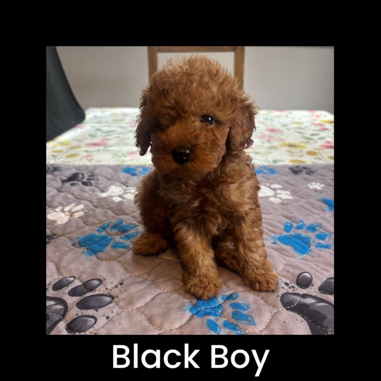 Tiny Asian x Toy poodle puppies 