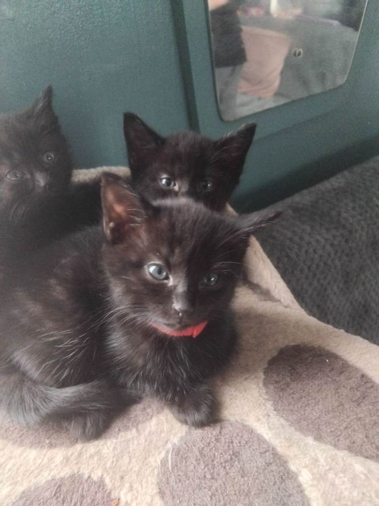 3 kittens looking for loving homes 