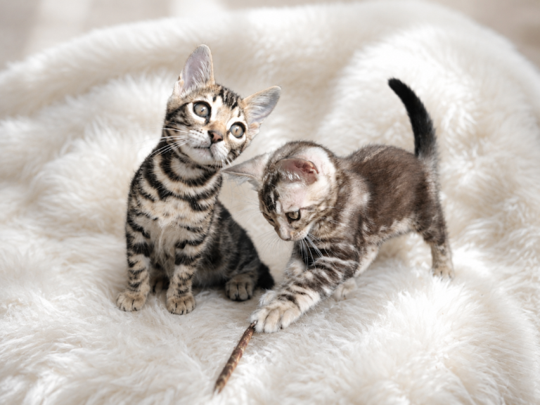 Absolutely Beautiful Bengal Kittens