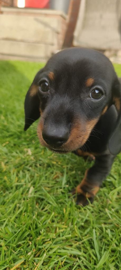 Dachshund puppies 