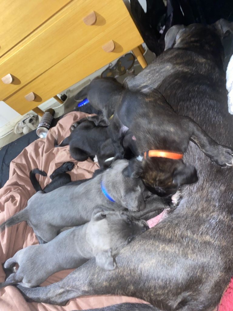 Cane corso x pressa canaro puppy’s 