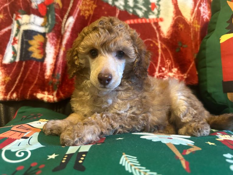 Extensively Health Tested KC toy poodle puppies 