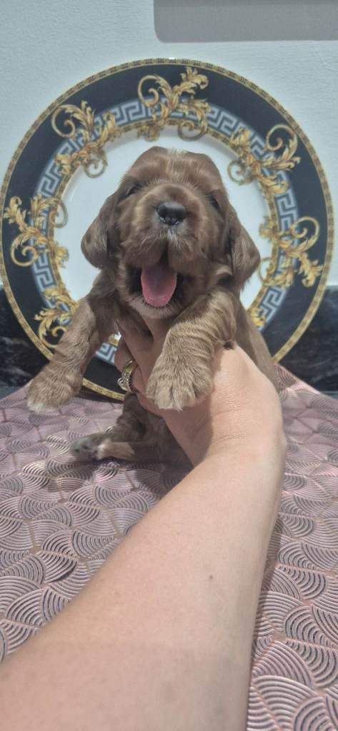 F1 Extensively health tested  show cockerpoo puppies