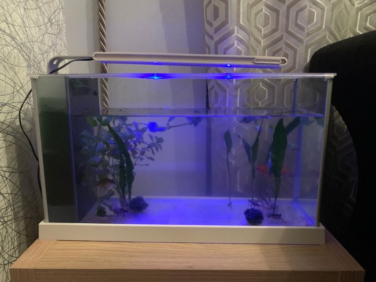 Fish with tank for sale