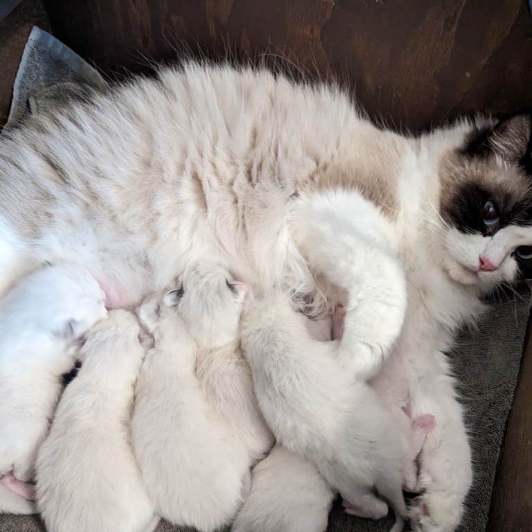 Ragdoll kittens