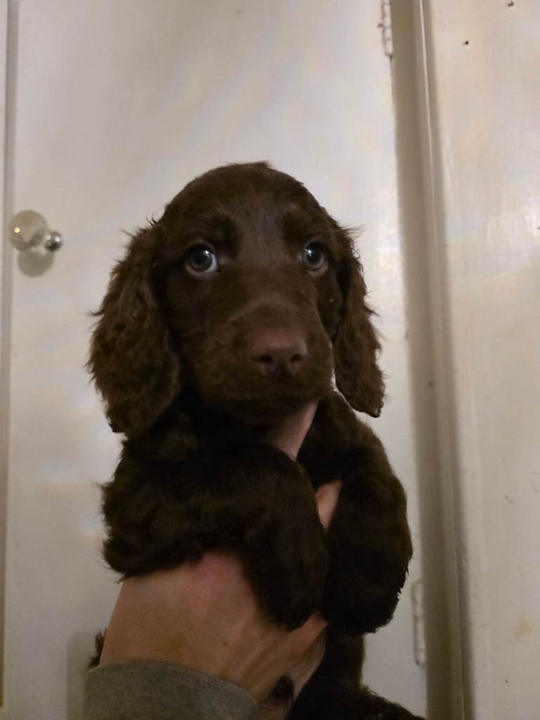 cockapoo puppies READY