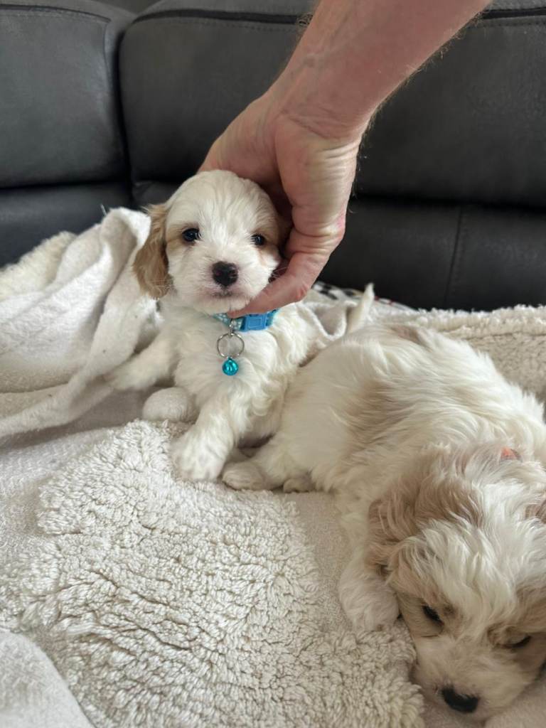 Cavapoo puppies 