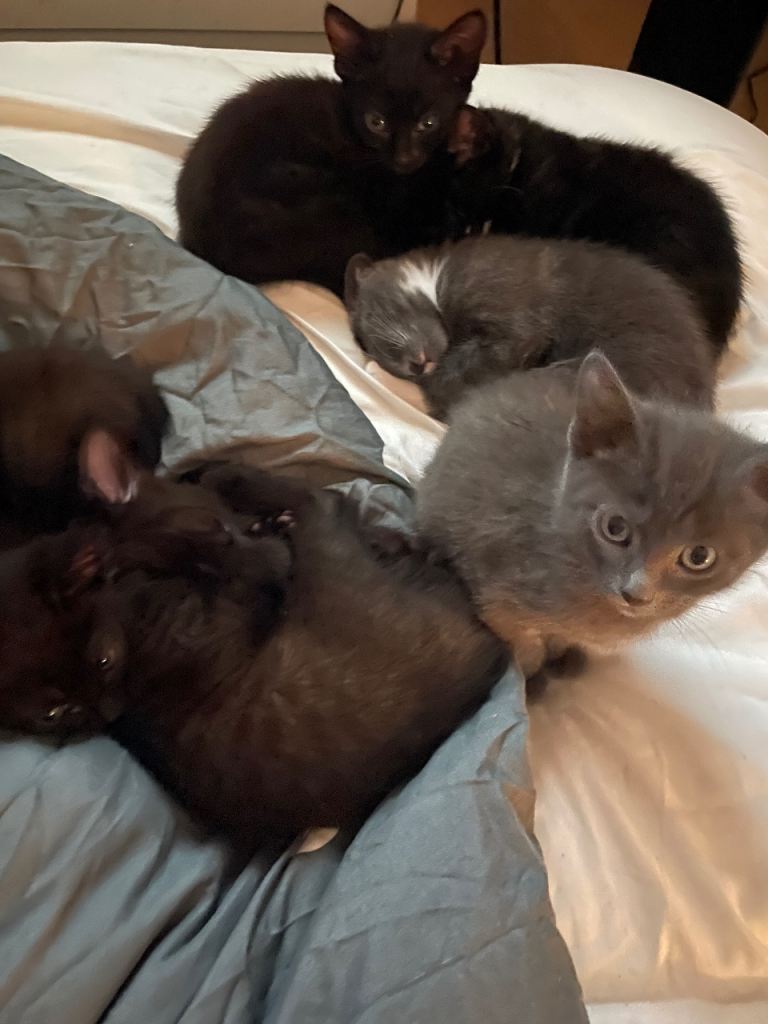 6 kittens - 2 grey, 1 black and white 