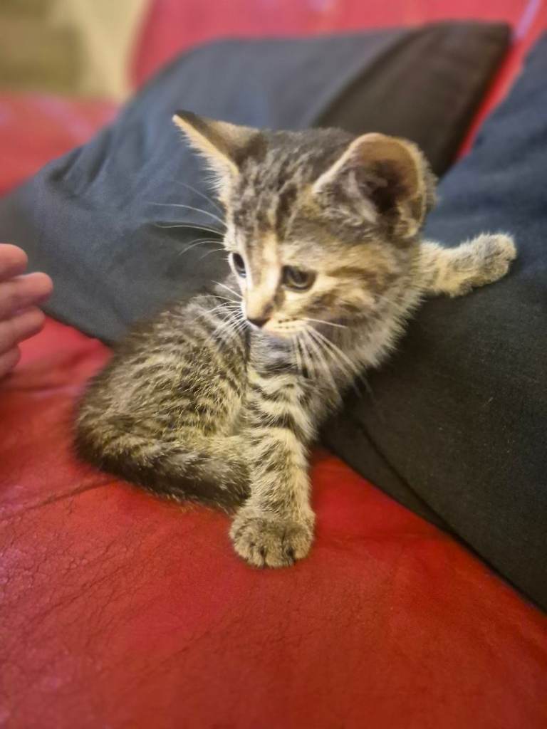 Adorable Tabby Kitten Looking for a Loving Home
