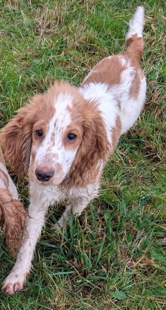 GONE PENDING VIEWING  Tino male Cocker spaniel for sale £500