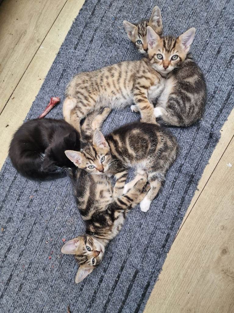 5 gorgeous kittens