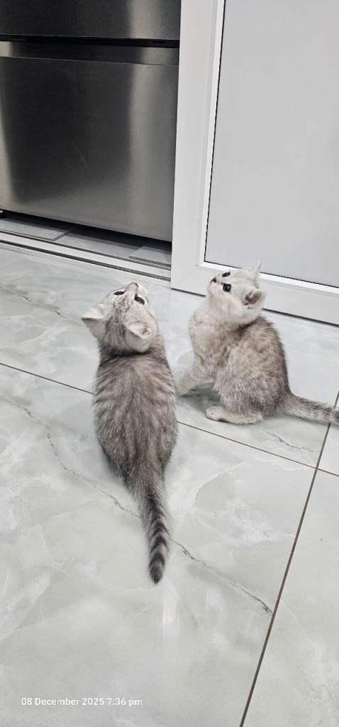 kittens 2 lovely girl available for new house 