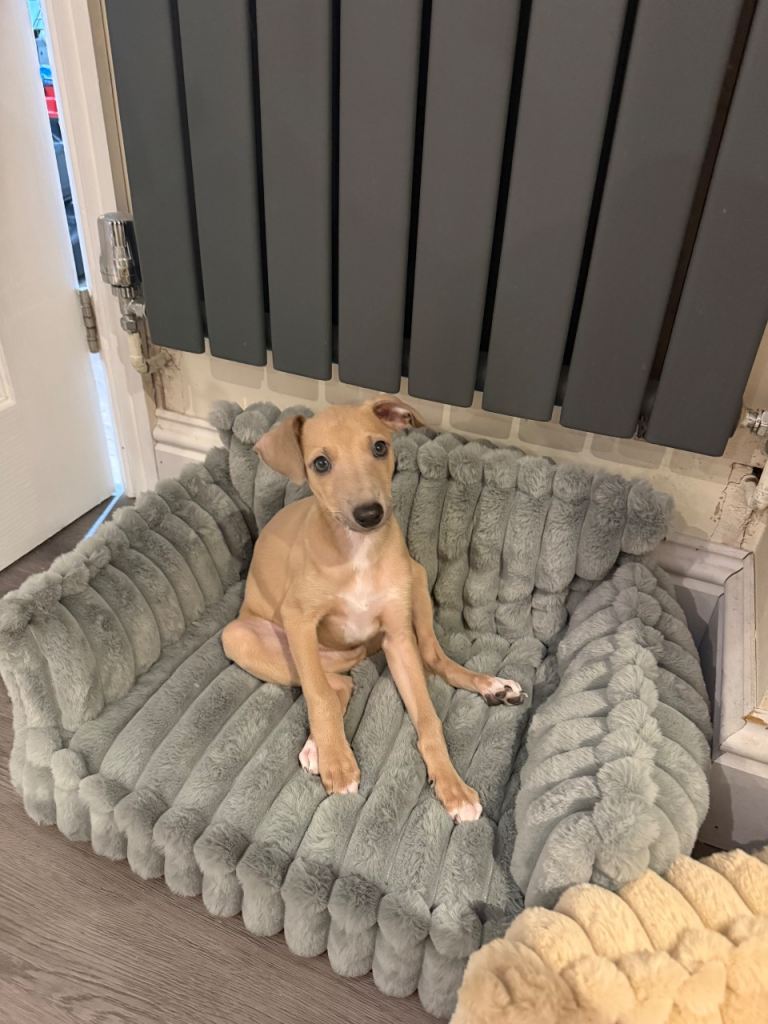 Italian Greyhound x Whippet puppy for sale