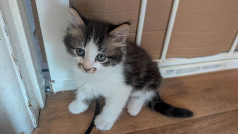 2 female and 2 male kittens