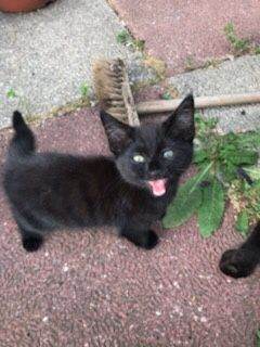 Kittens for sale