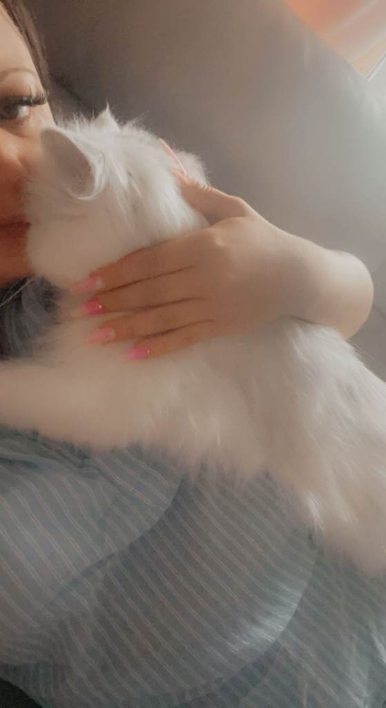 Persian cat for sale