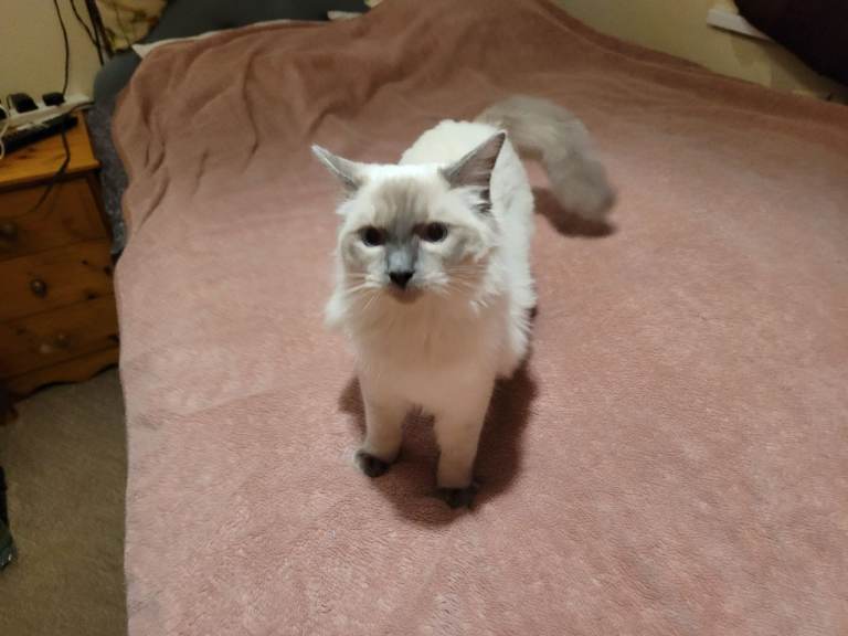 Beautiful Ragdoll kittens  