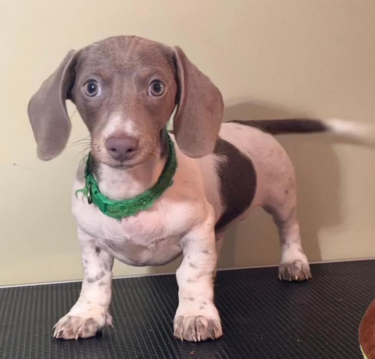 1 cute piebald miniature dachshund boy available 