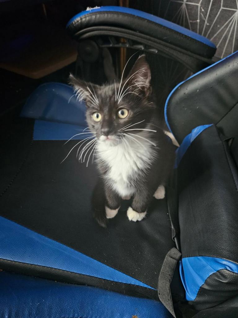 Female kitten 13 weeks old