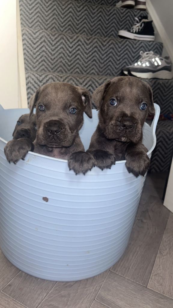 Cane corso pure breed