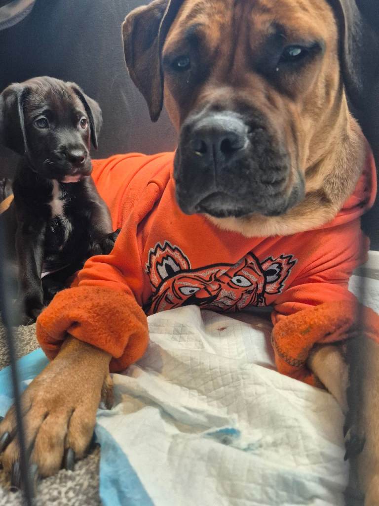 ONLY 1 PUPPY left Bullmastiff cross springer spaniel 