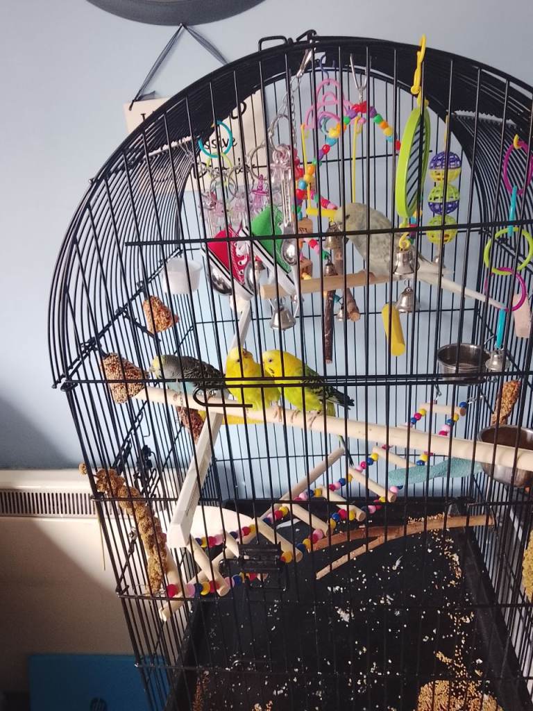 4 budgies